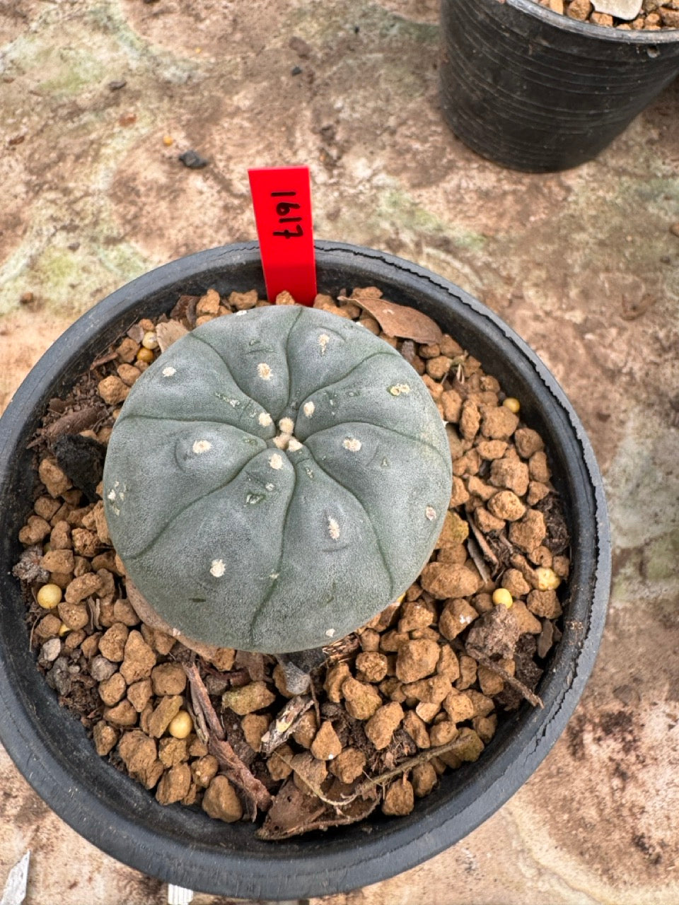 Lophophora williamsii – Peyote Cactus (6–7 cm, Own Root)