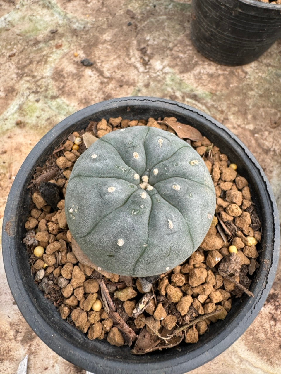 Lophophora williamsii – Peyote Cactus (6–7 cm, Own Root)