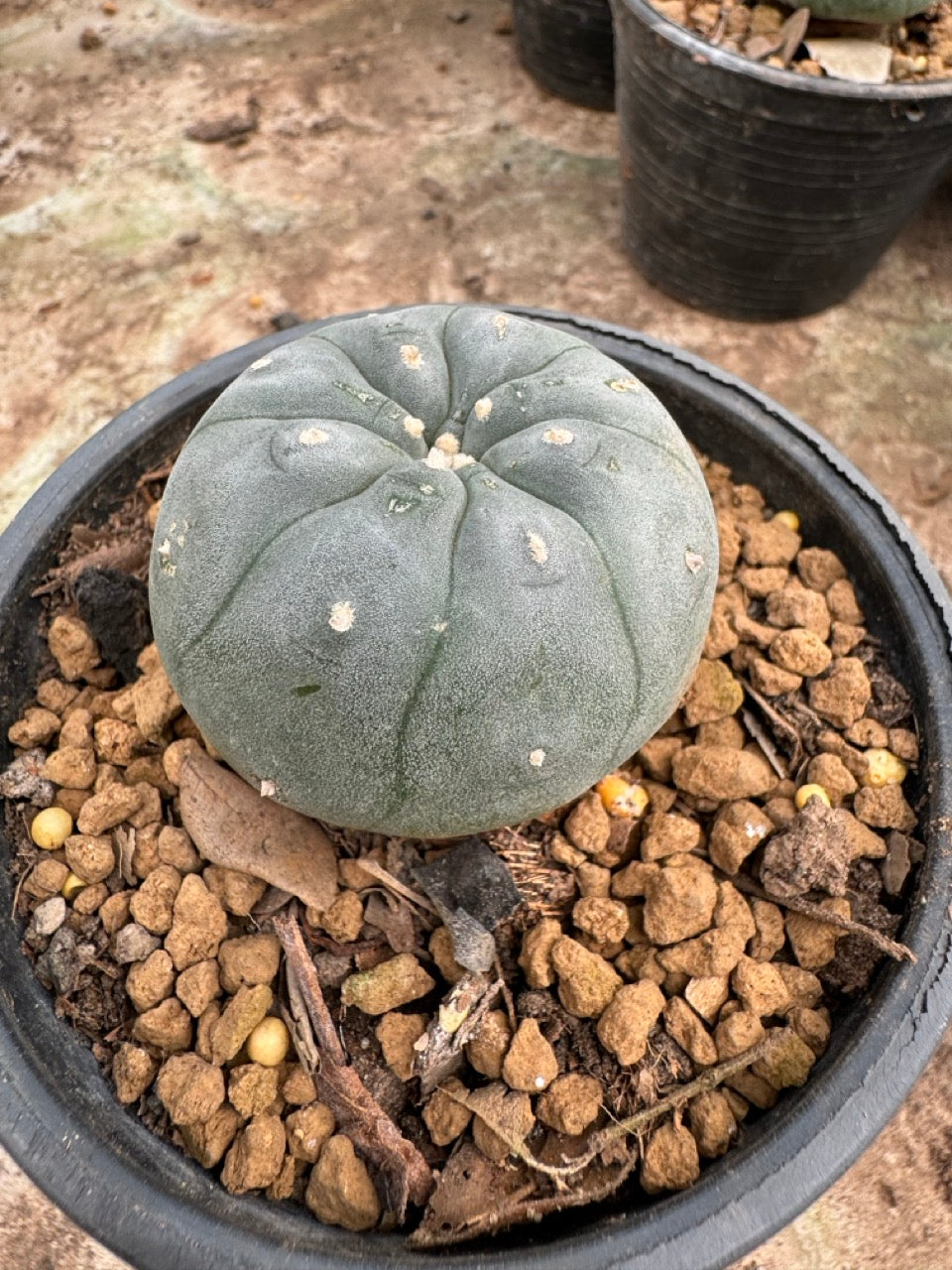 Lophophora williamsii – Peyote Cactus (6–7 cm, Own Root)