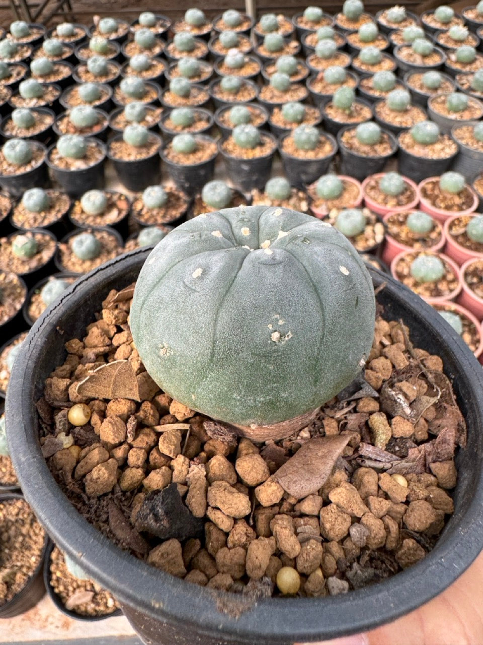 Lophophora williamsii – Peyote Cactus (6–7 cm, Own Root)