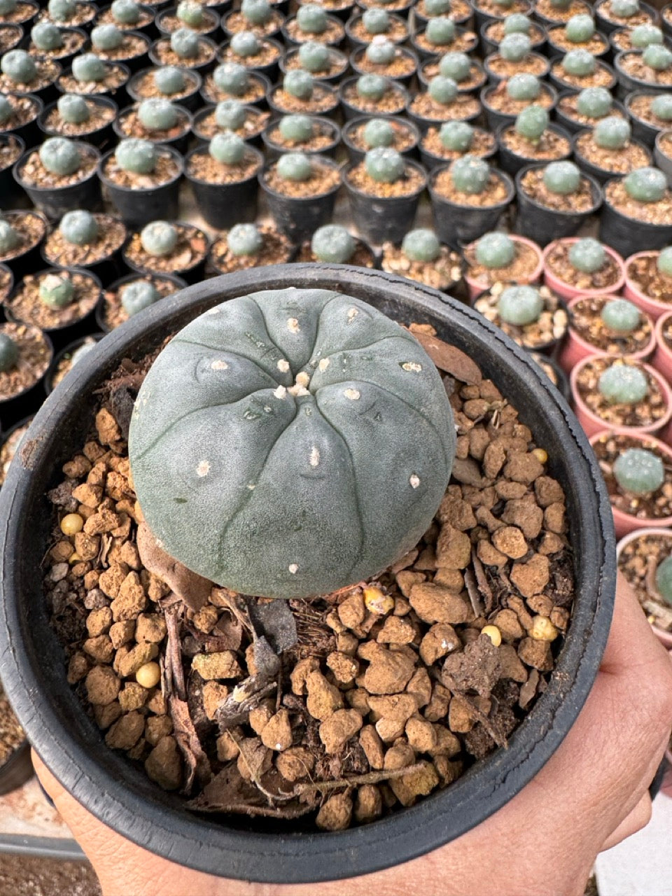 Lophophora williamsii – Peyote Cactus (6–7 cm, Own Root)