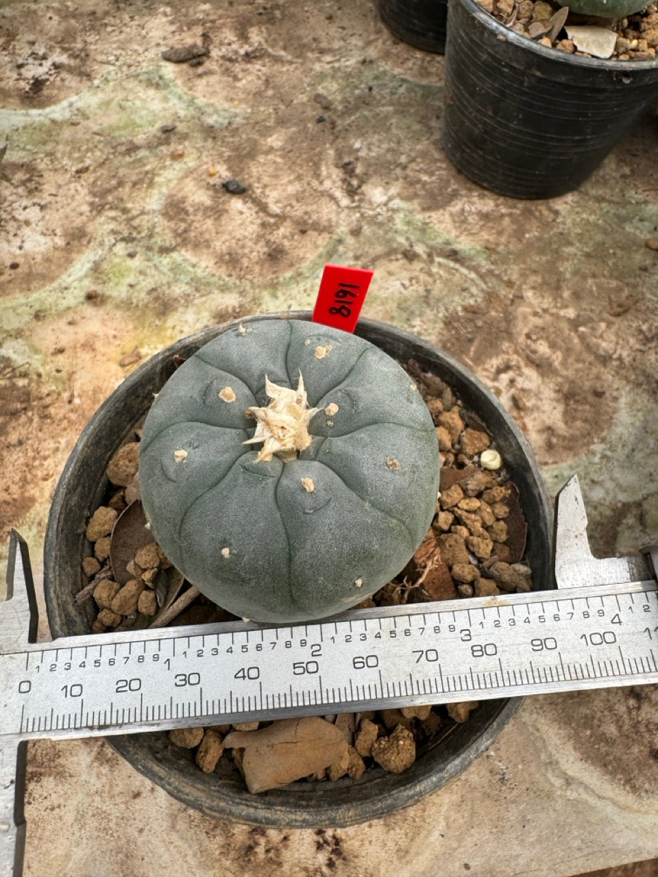 Lophophora williamsii – Peyote Cactus (6–7 cm, Own Root)