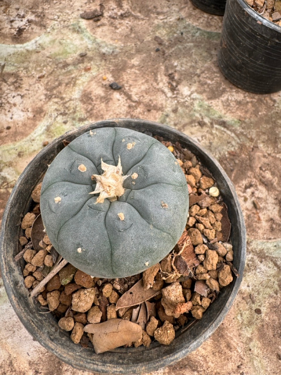Lophophora williamsii – Peyote Cactus (6–7 cm, Own Root)