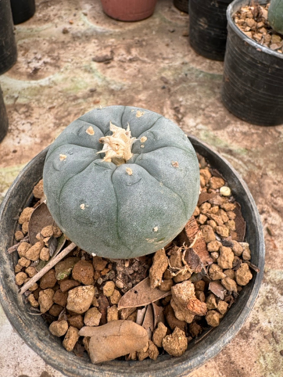 Lophophora williamsii – Peyote Cactus (6–7 cm, Own Root)