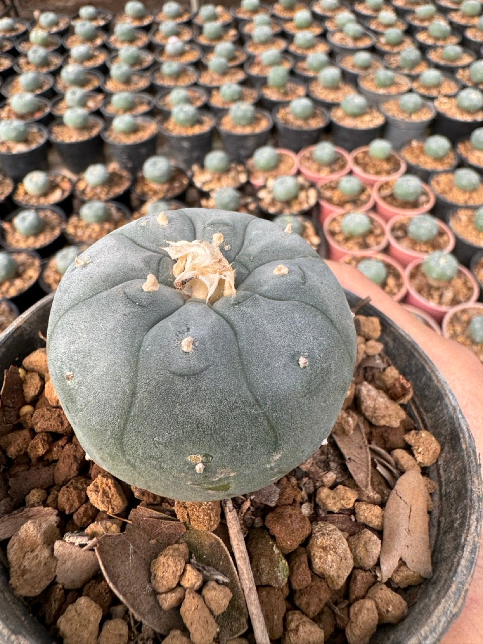 Lophophora williamsii – Peyote Cactus (6–7 cm, Own Root)