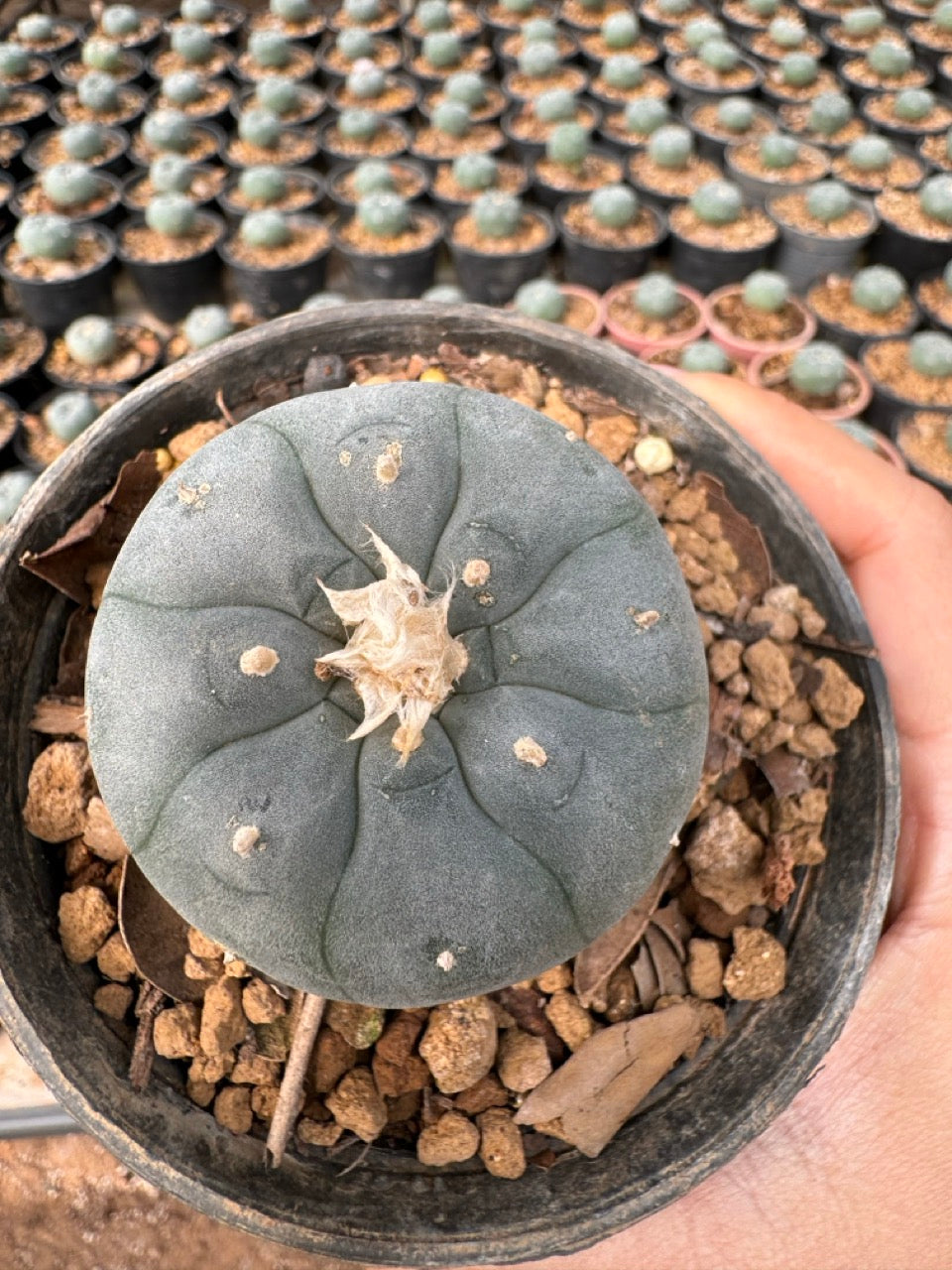 Lophophora williamsii – Peyote Cactus (6–7 cm, Own Root)