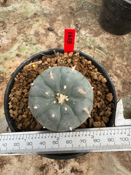 Lophophora williamsii – Peyote Cactus (6–7 cm, Own Root)