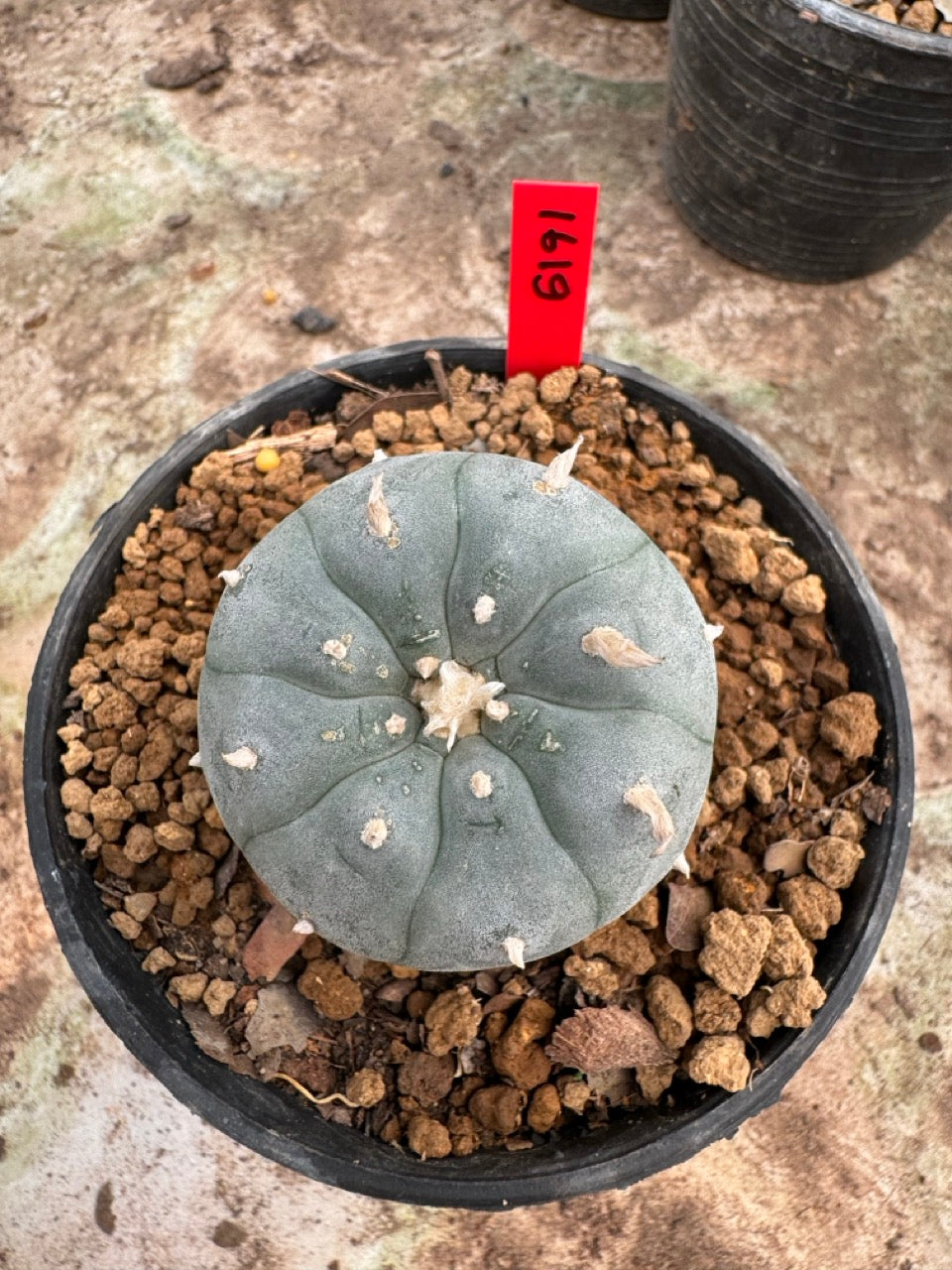 Lophophora williamsii – Peyote Cactus (6–7 cm, Own Root)
