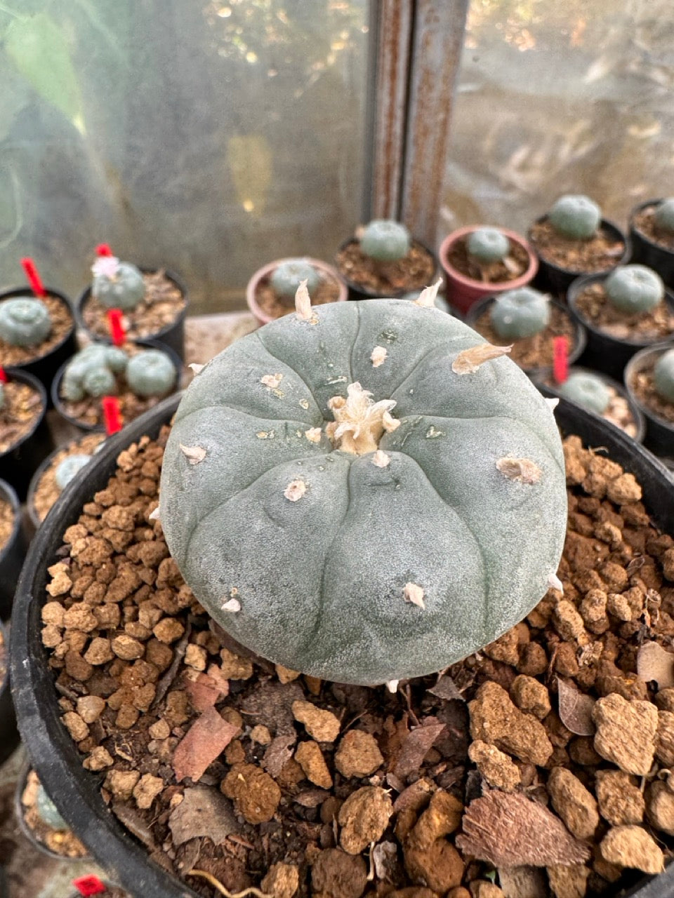 Lophophora williamsii – Peyote Cactus (6–7 cm, Own Root)