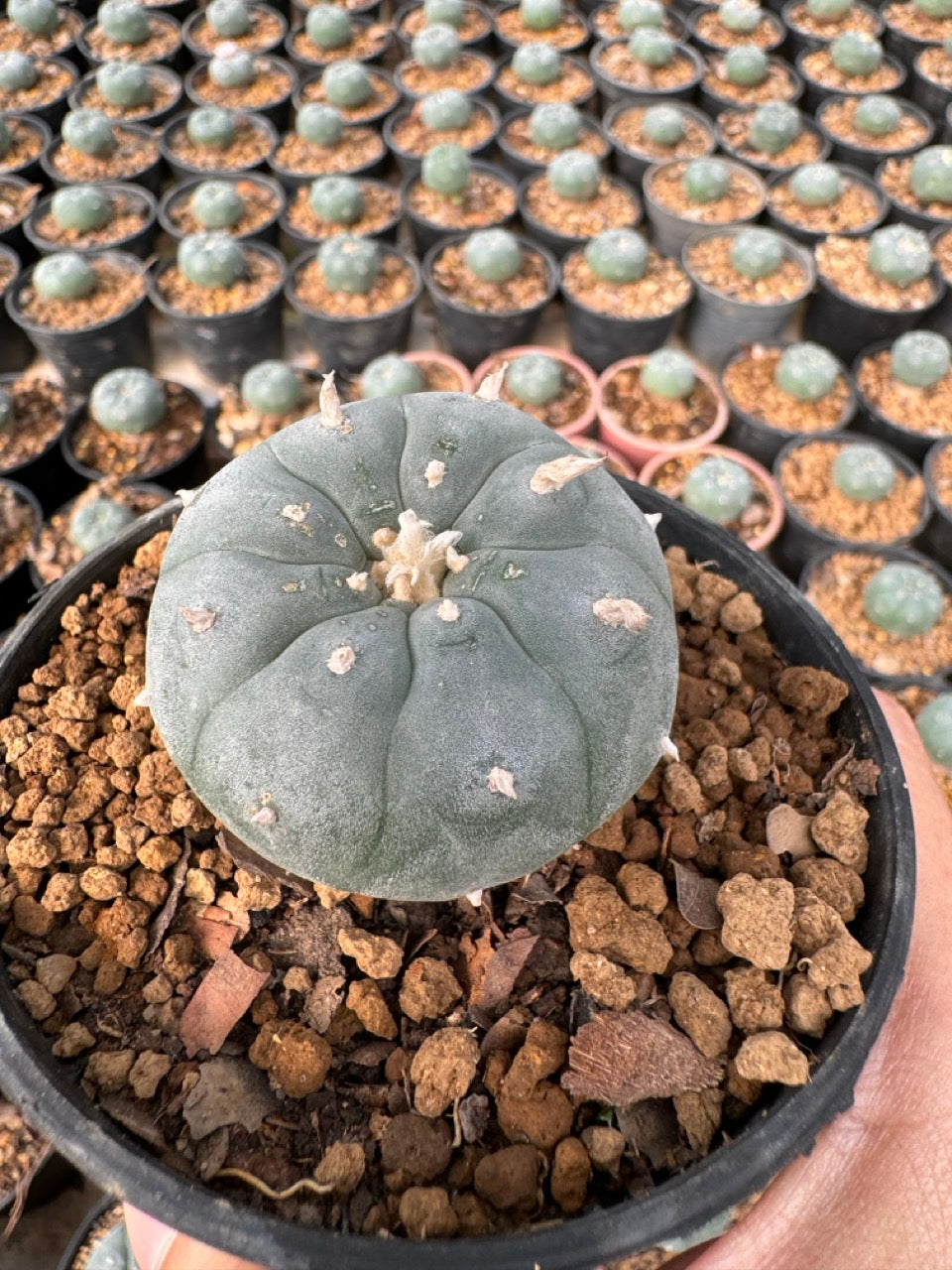 Lophophora williamsii – Peyote Cactus (6–7 cm, Own Root)