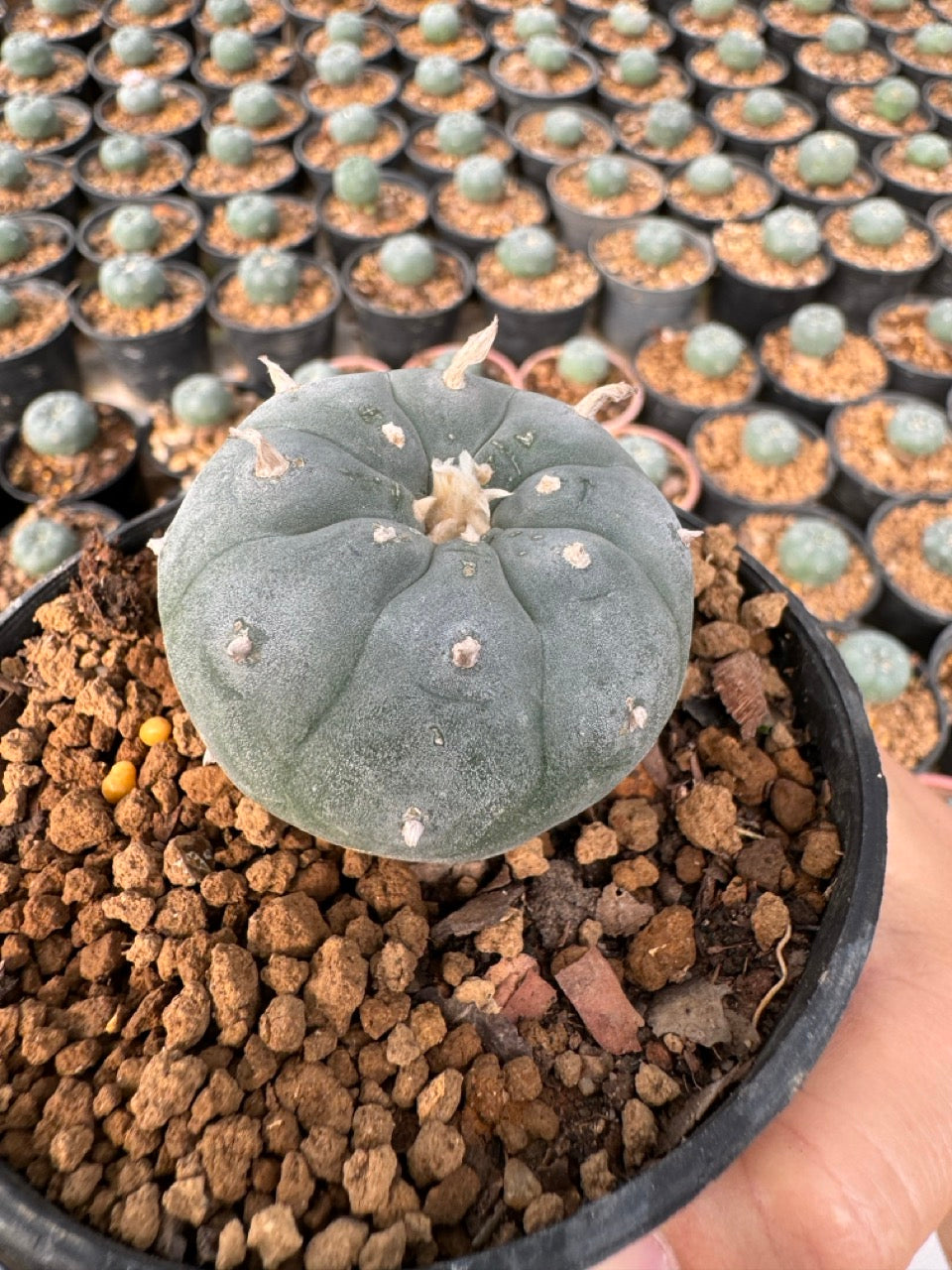 Lophophora williamsii – Peyote Cactus (6–7 cm, Own Root)