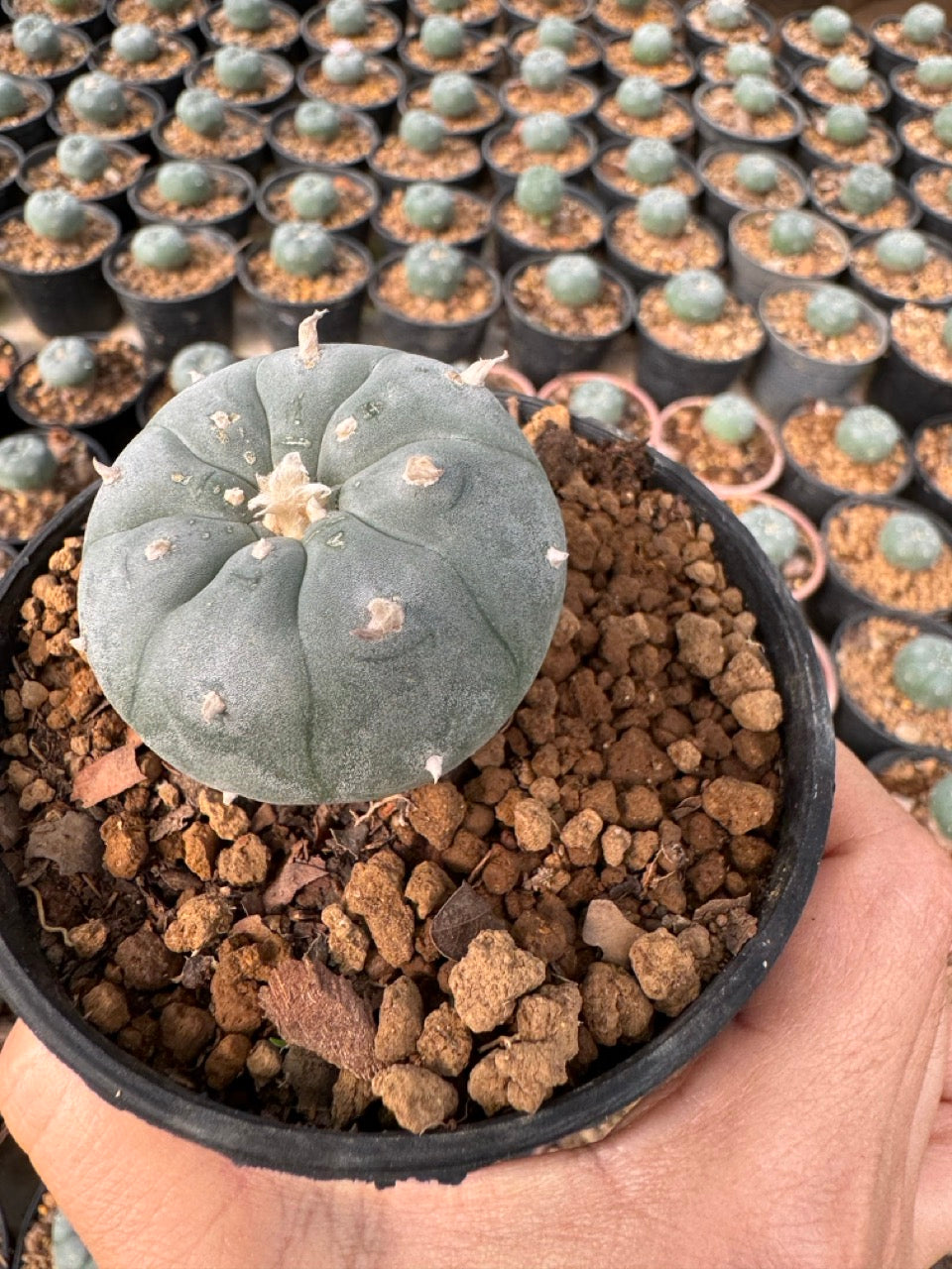 Lophophora williamsii – Peyote Cactus (6–7 cm, Own Root)