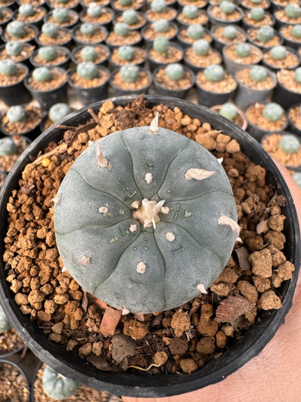 Lophophora williamsii – Peyote Cactus (6–7 cm, Own Root)