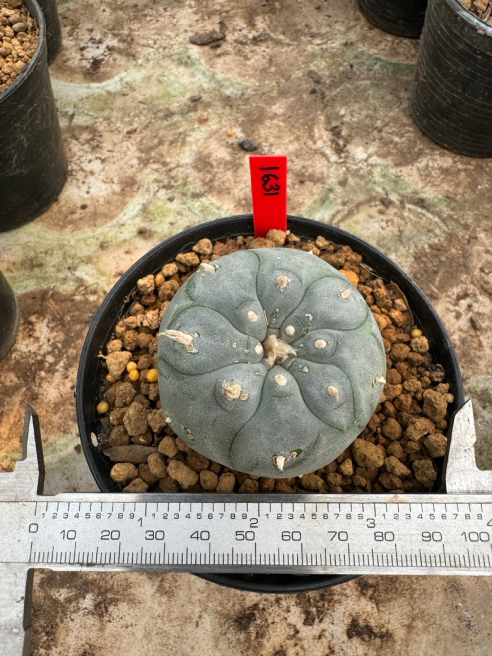 Lophophora williamsii – Peyote Cactus (6–7 cm, Own Root)