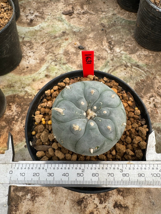 Lophophora williamsii – Peyote Cactus (6–7 cm, Own Root)