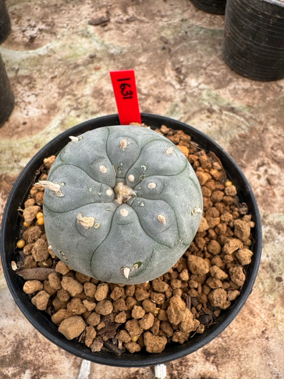 Lophophora williamsii – Peyote Cactus (6–7 cm, Own Root)