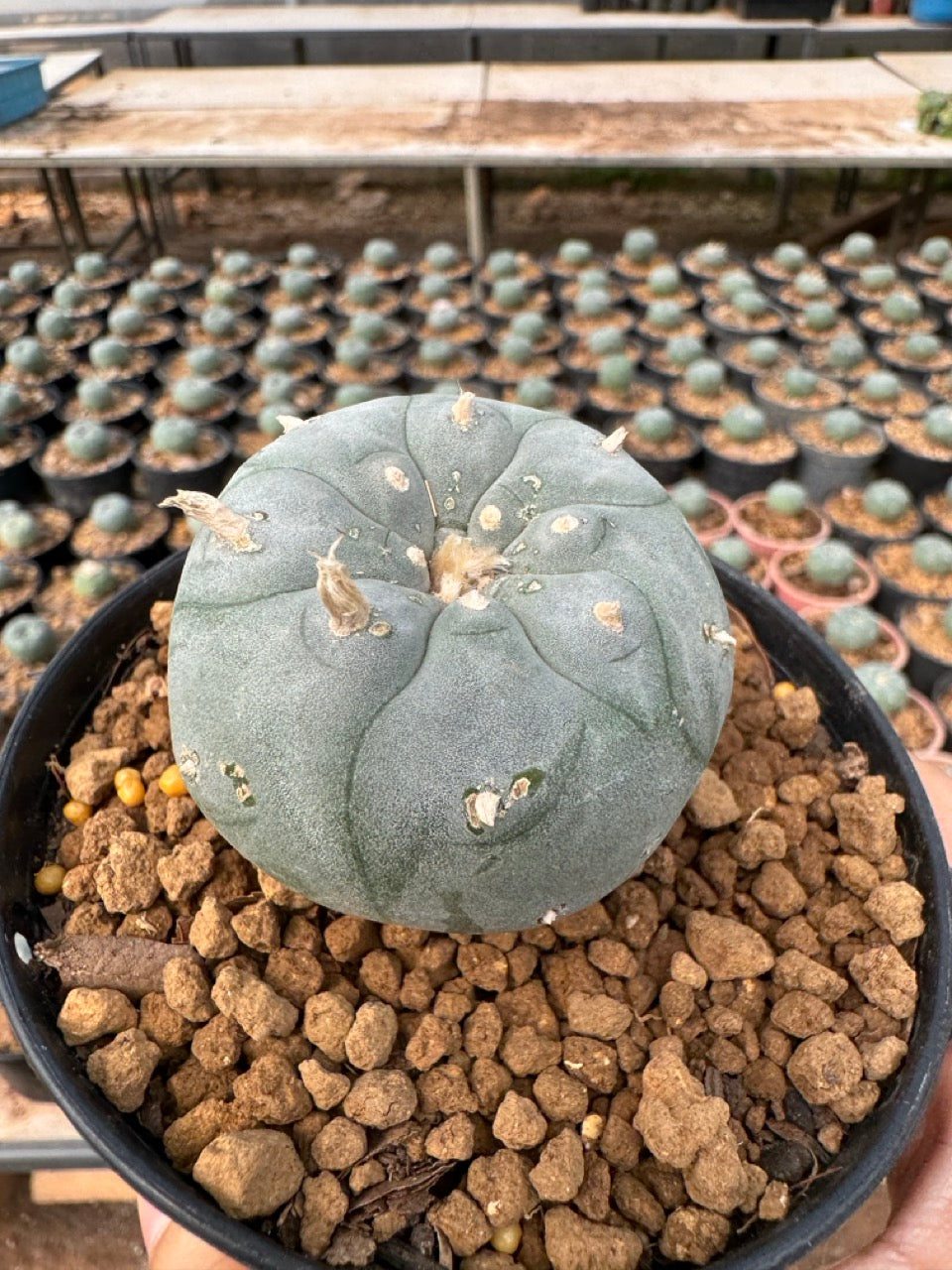Lophophora williamsii – Peyote Cactus (6–7 cm, Own Root)