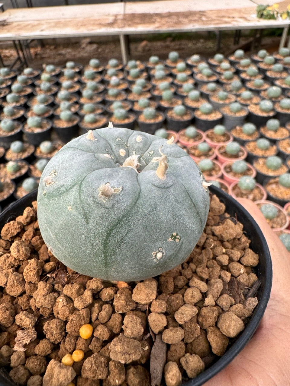 Lophophora williamsii – Peyote Cactus (6–7 cm, Own Root)