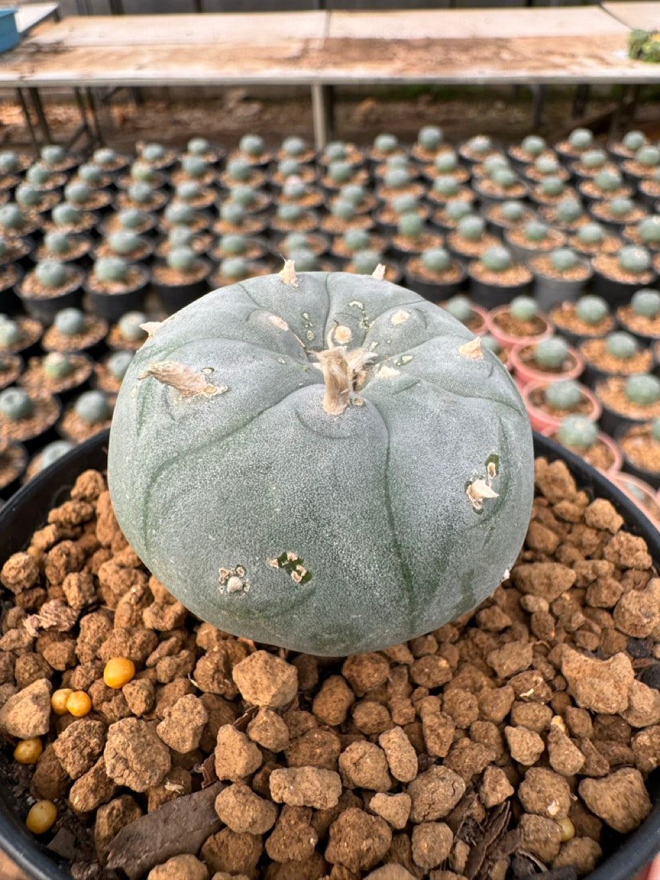 Lophophora williamsii – Peyote Cactus (6–7 cm, Own Root)