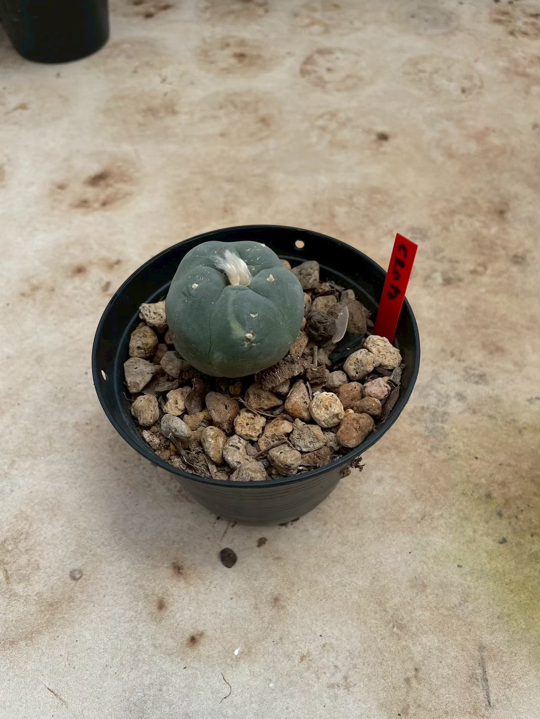 Lophophora williamsii – Peyote Cactus (3-4 cm, Own Root)