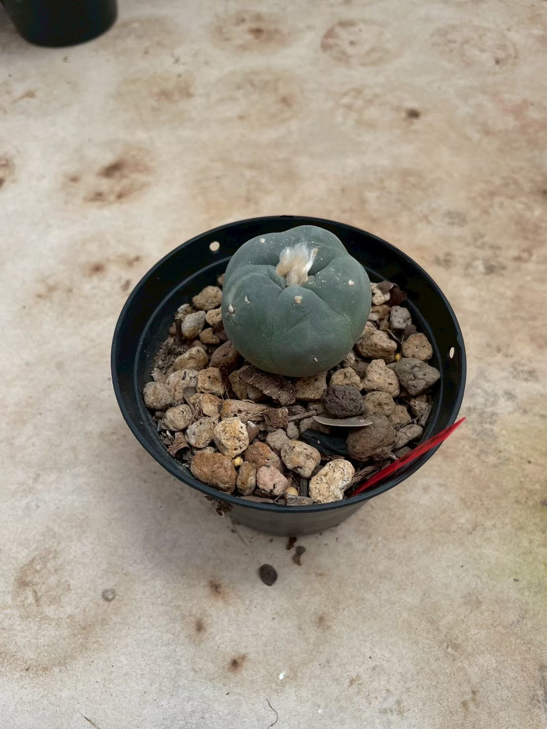 Lophophora williamsii – Peyote Cactus (3-4 cm, Own Root)
