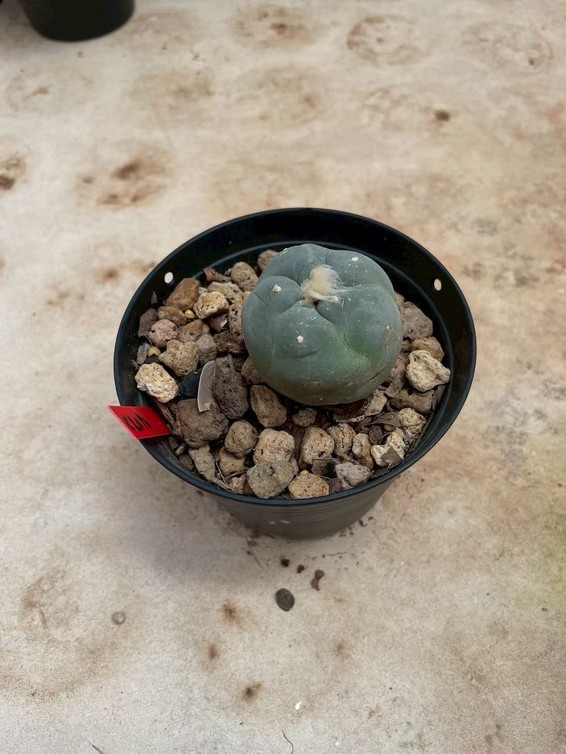 Lophophora williamsii – Peyote Cactus (3-4 cm, Own Root)