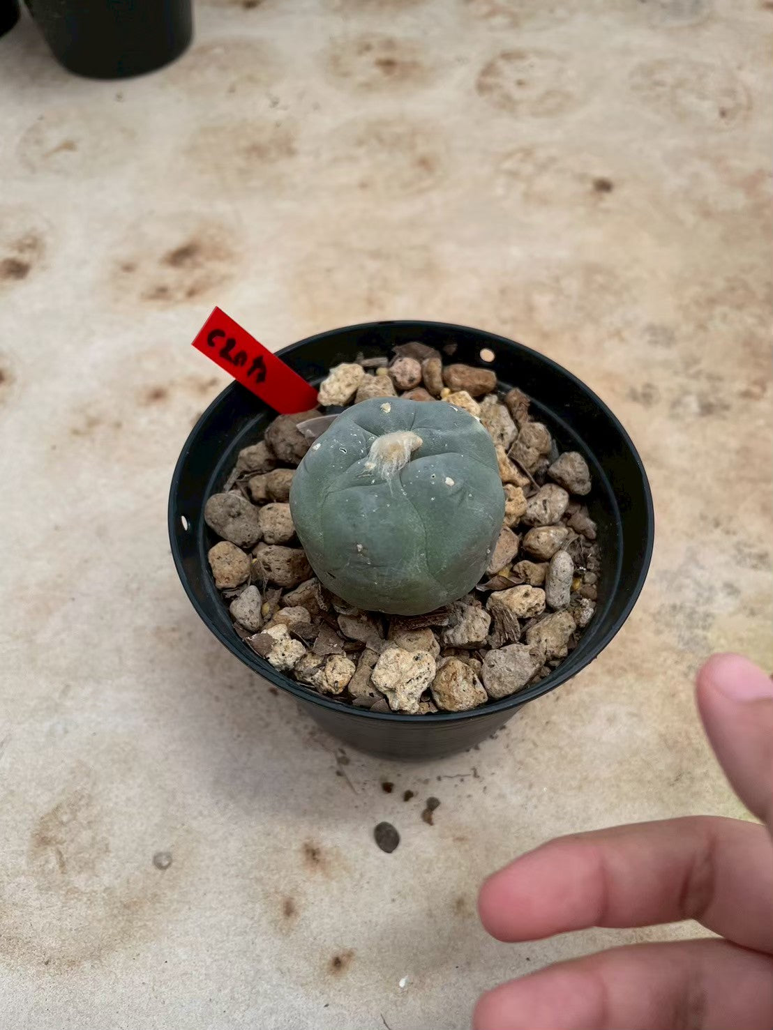 Lophophora williamsii – Peyote Cactus (3-4 cm, Own Root)