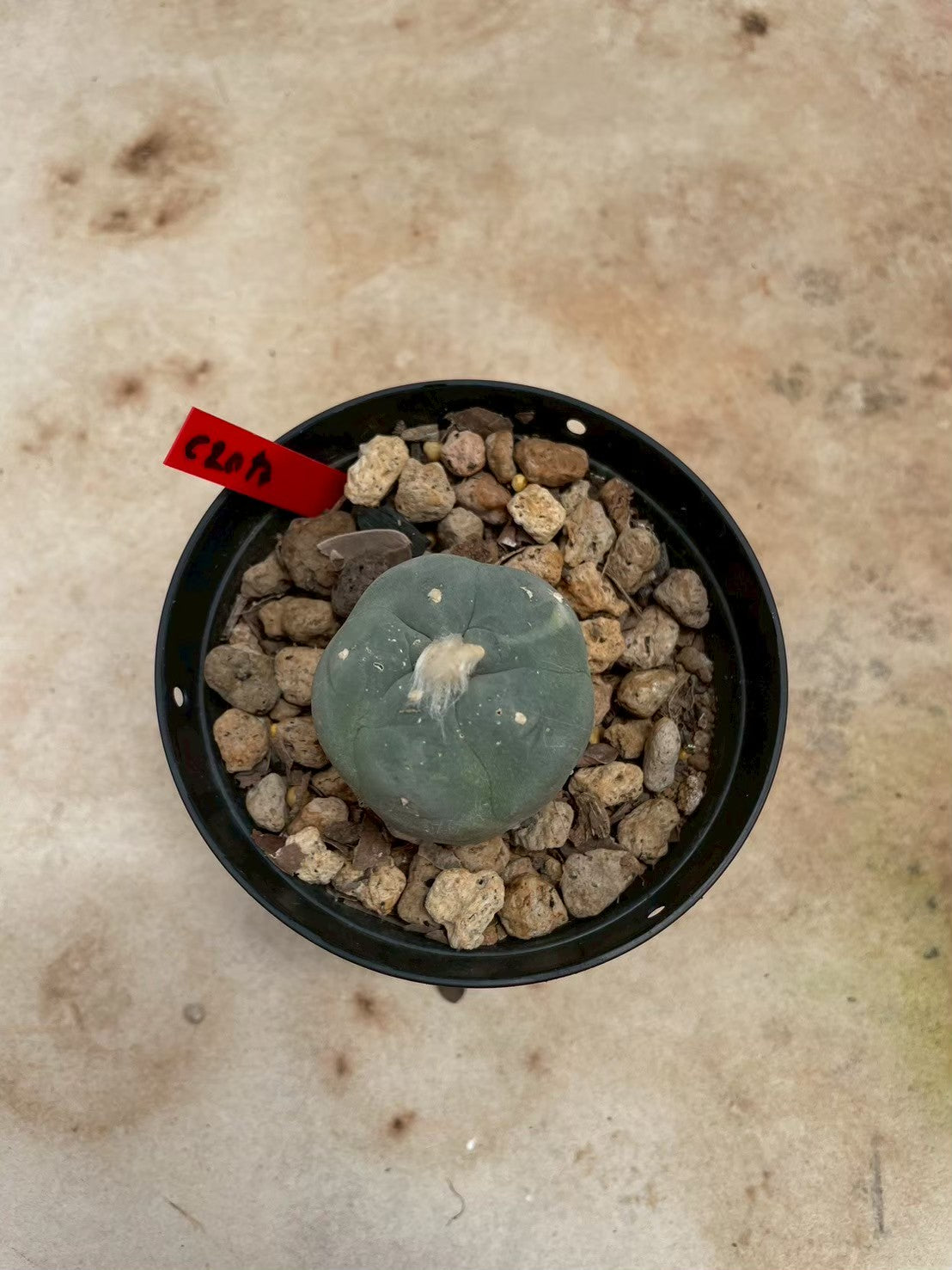 Lophophora williamsii – Peyote Cactus (3-4 cm, Own Root)