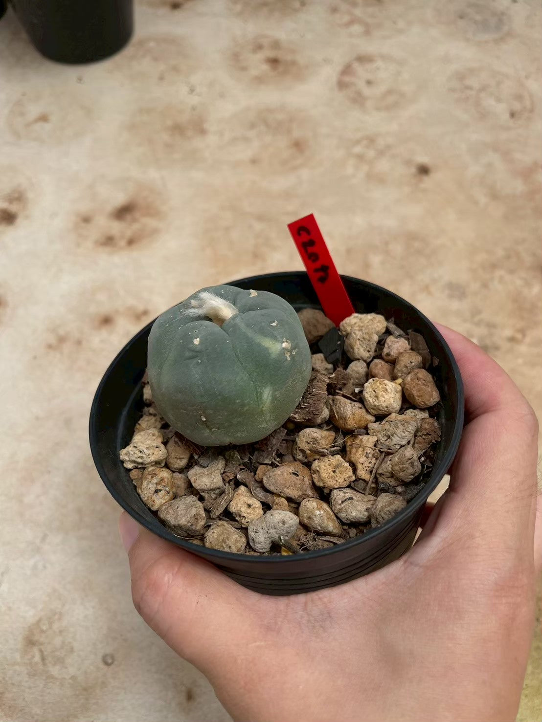 Lophophora williamsii – Peyote Cactus (3-4 cm, Own Root)