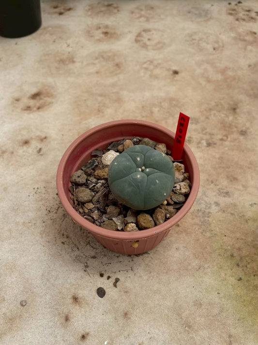 Lophophora williamsii – Peyote Cactus (3-4 cm, Own Root)