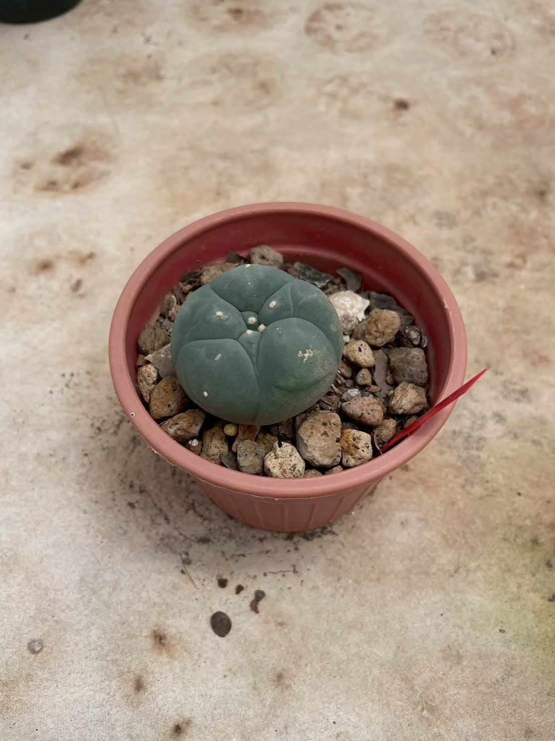 Lophophora williamsii – Peyote Cactus (3-4 cm, Own Root)