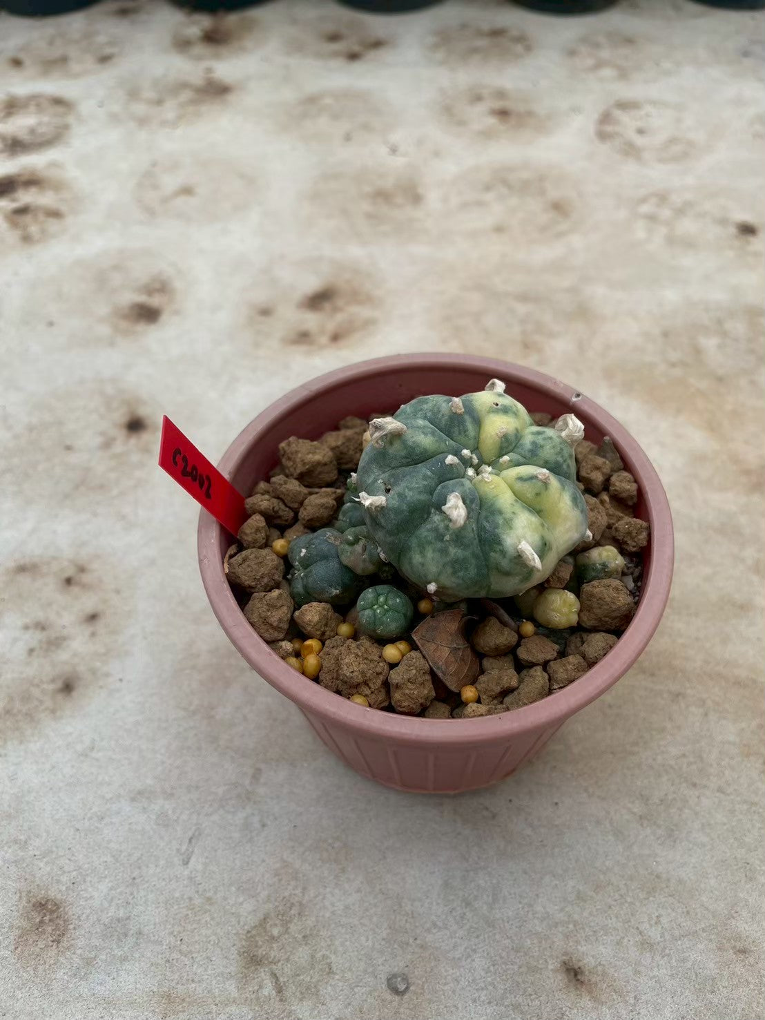 Lophophora williamsii variegata  – Peyote Cactus (3-4 cm, Own Root)