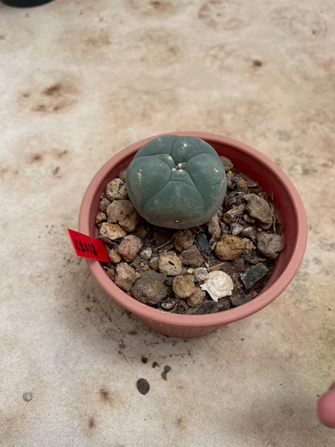 Lophophora williamsii – Peyote Cactus (3-4 cm, Own Root)