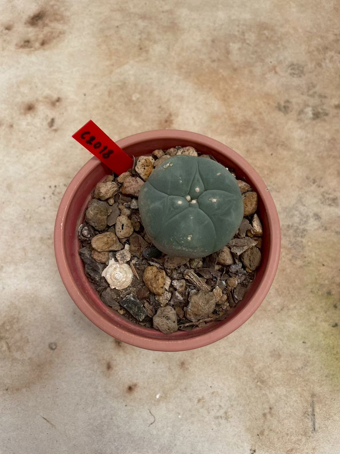 Lophophora williamsii – Peyote Cactus (3-4 cm, Own Root)
