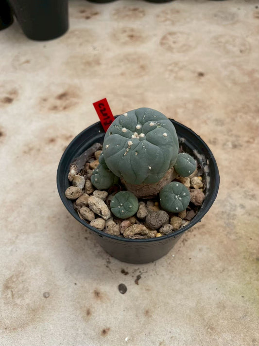 Lophophora williamsii – Peyote Cactus (3-4 cm, Own Root)
