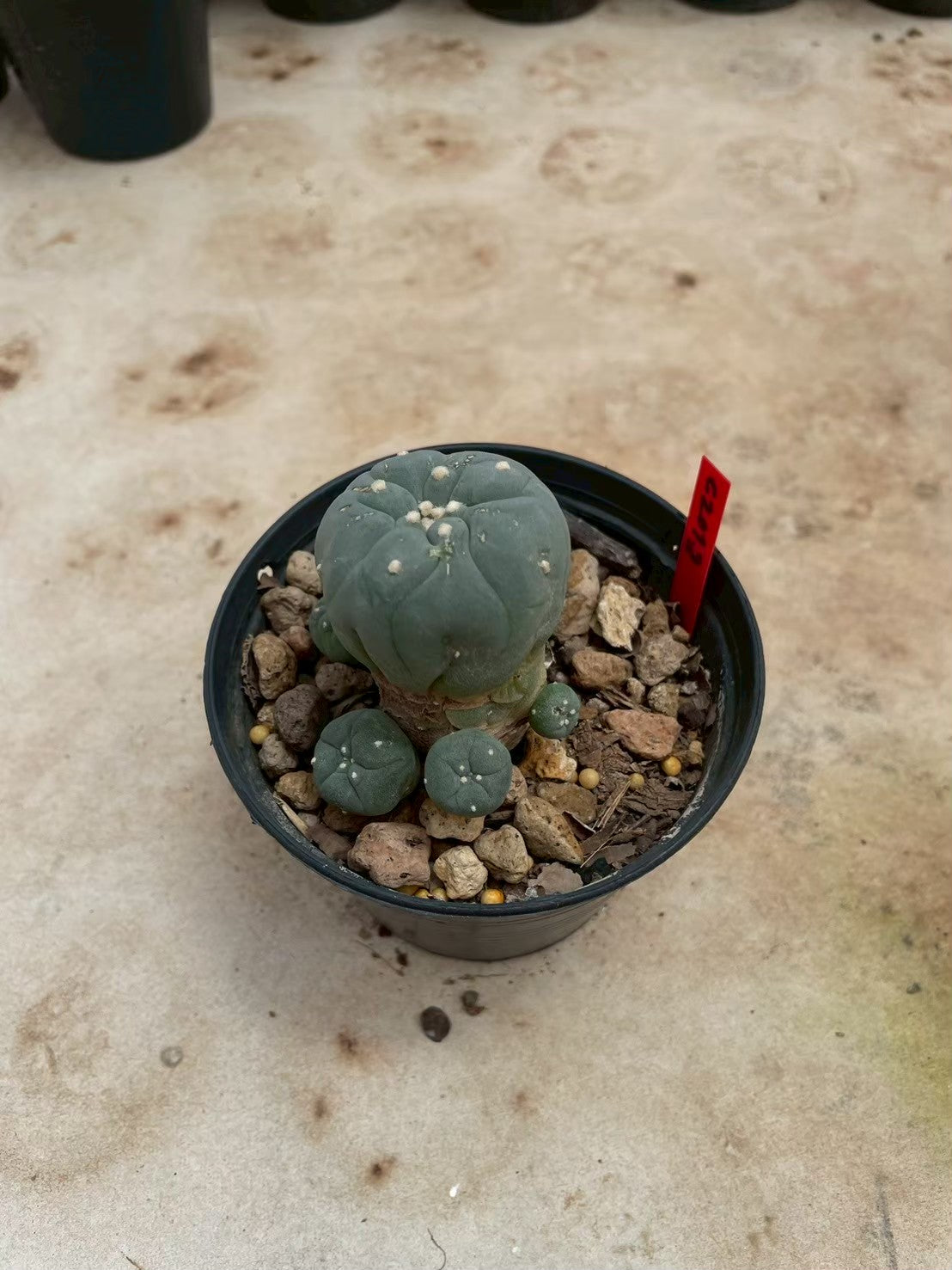 Lophophora williamsii – Peyote Cactus (3-4 cm, Own Root)