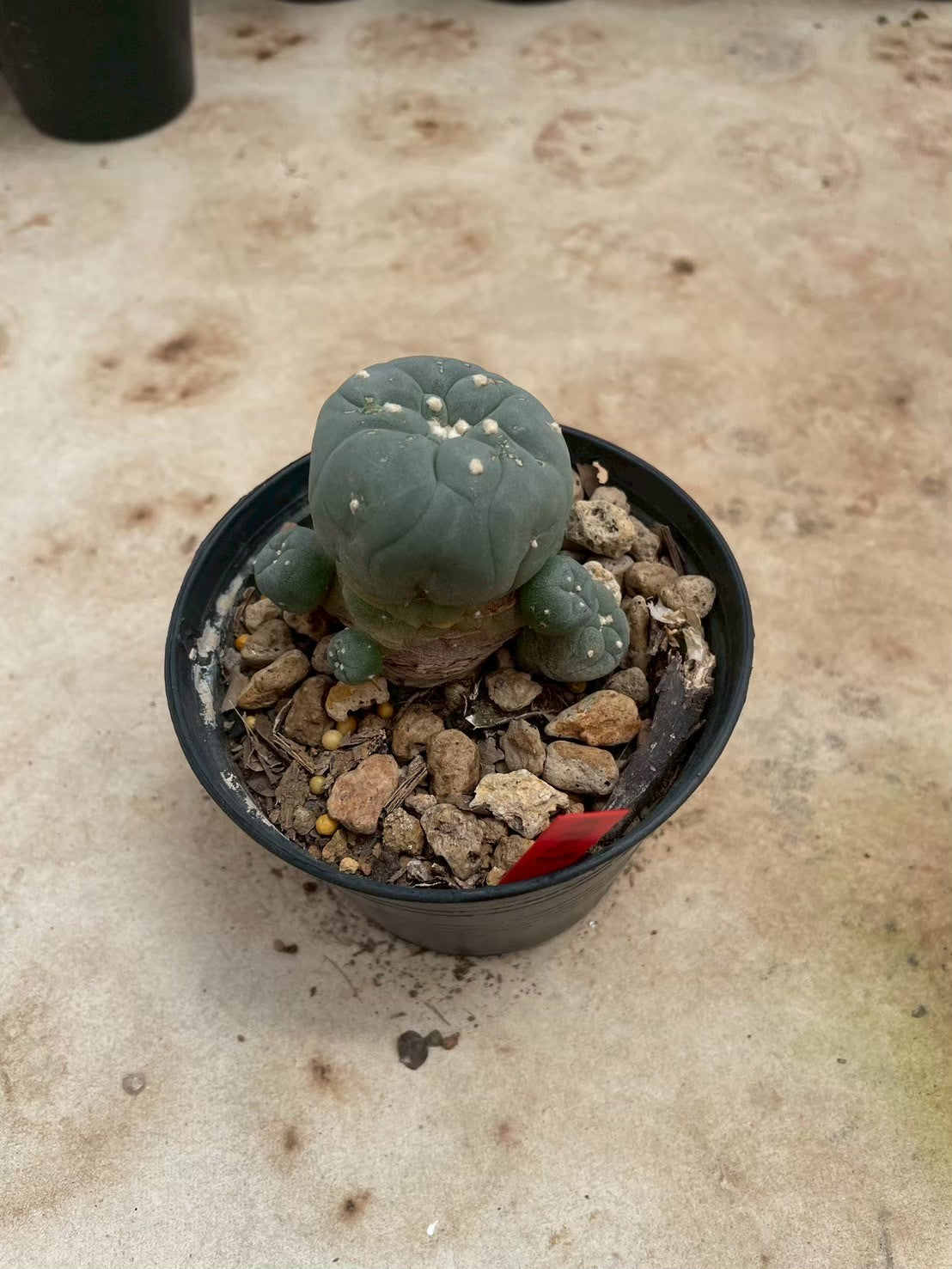 Lophophora williamsii – Peyote Cactus (3-4 cm, Own Root)