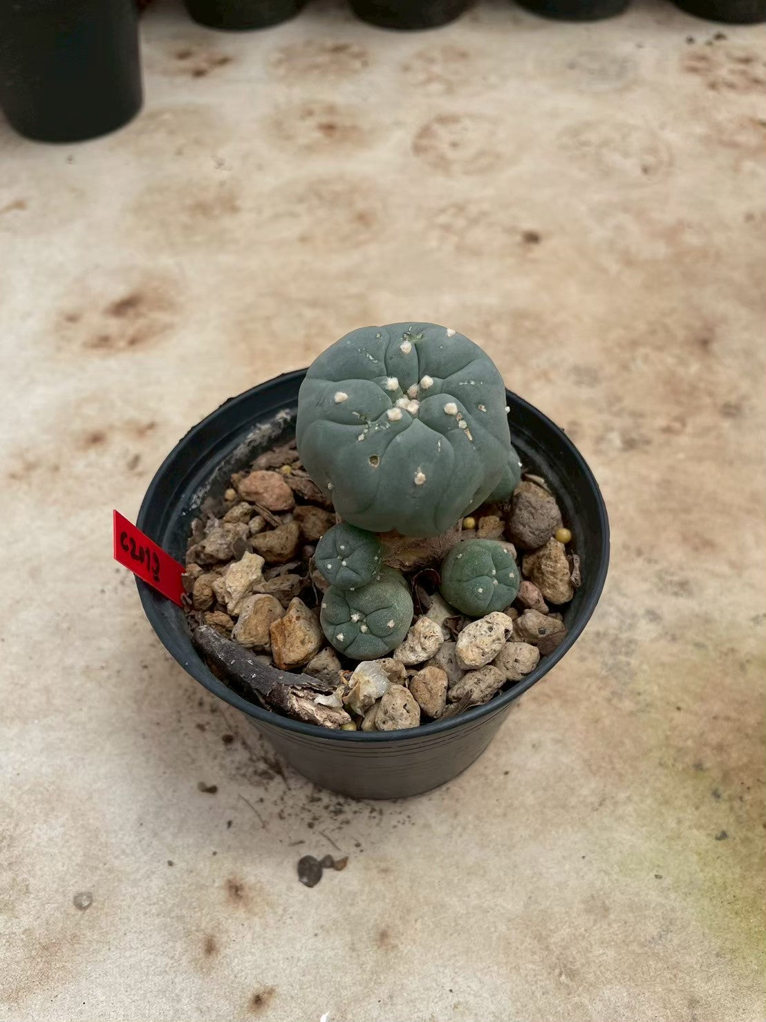 Lophophora williamsii – Peyote Cactus (3-4 cm, Own Root)