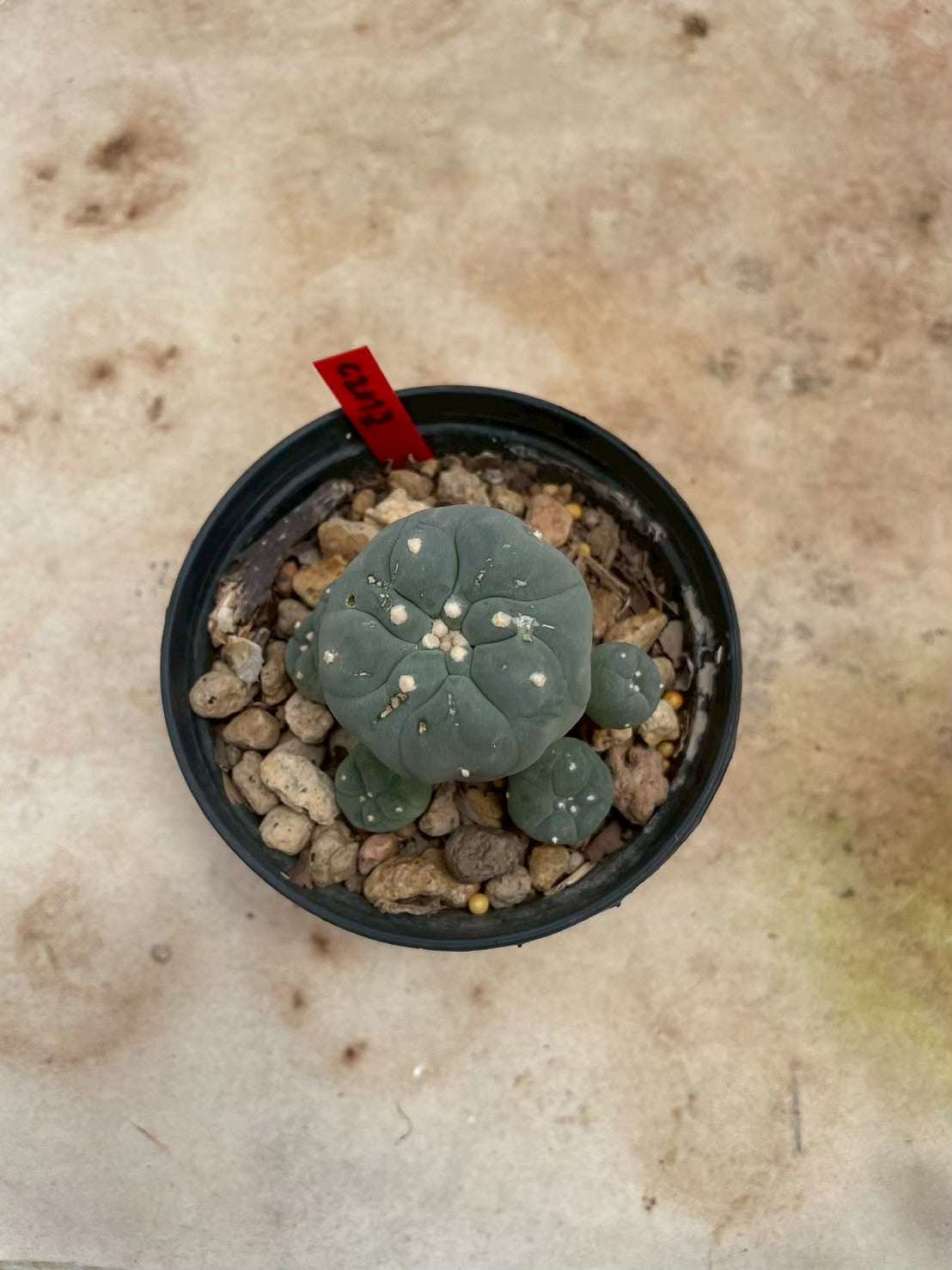 Lophophora williamsii – Peyote Cactus (3-4 cm, Own Root)