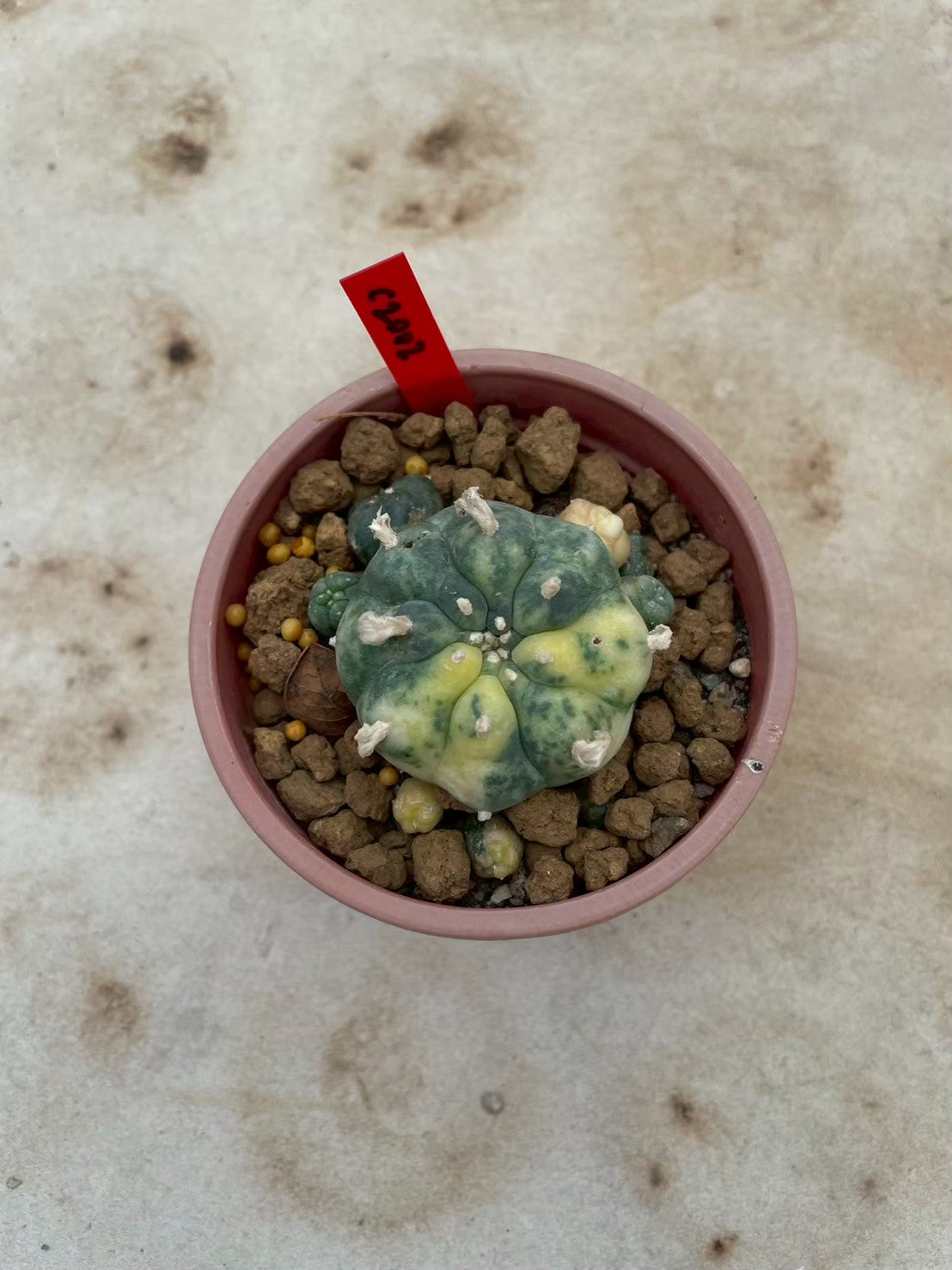 Lophophora williamsii variegata  – Peyote Cactus (3-4 cm, Own Root)