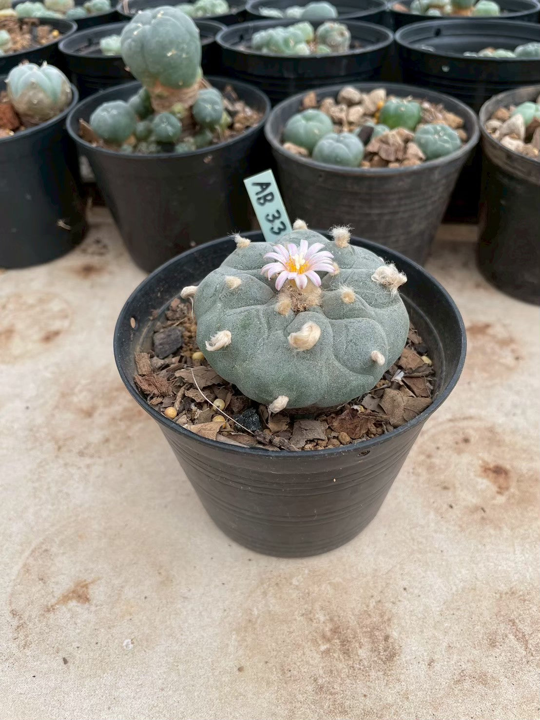 Lophophora williamsii – Peyote Cactus (3-4 cm, Own Root)