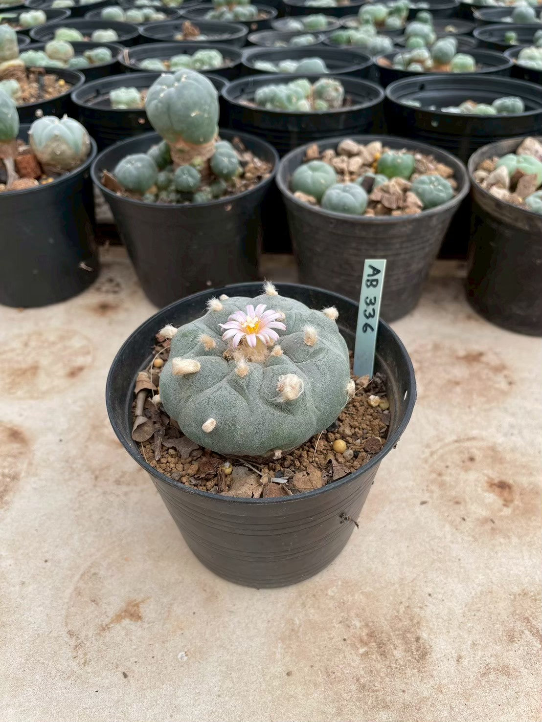 Lophophora williamsii – Peyote Cactus (3-4 cm, Own Root)