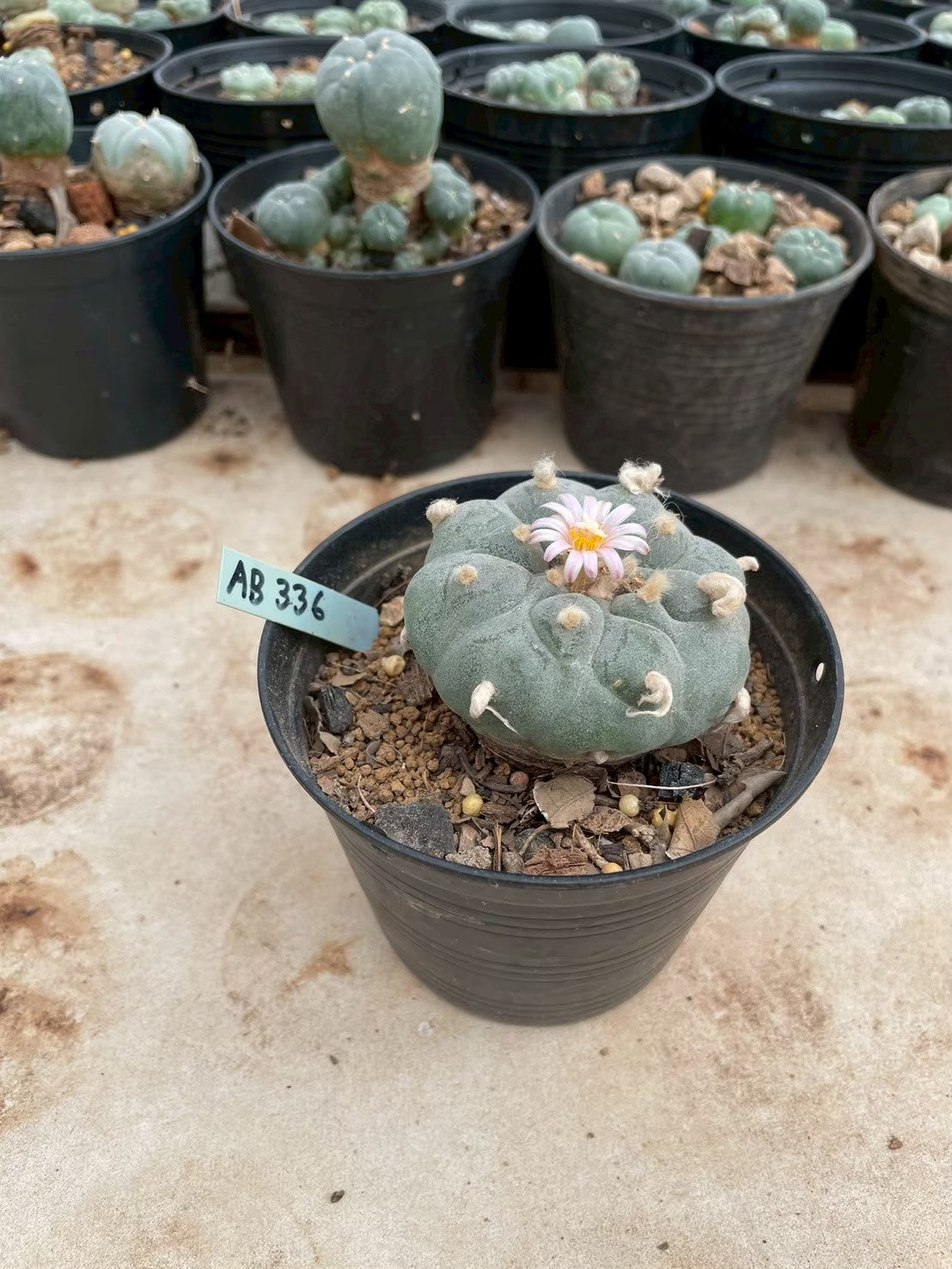 Lophophora williamsii – Peyote Cactus (3-4 cm, Own Root)