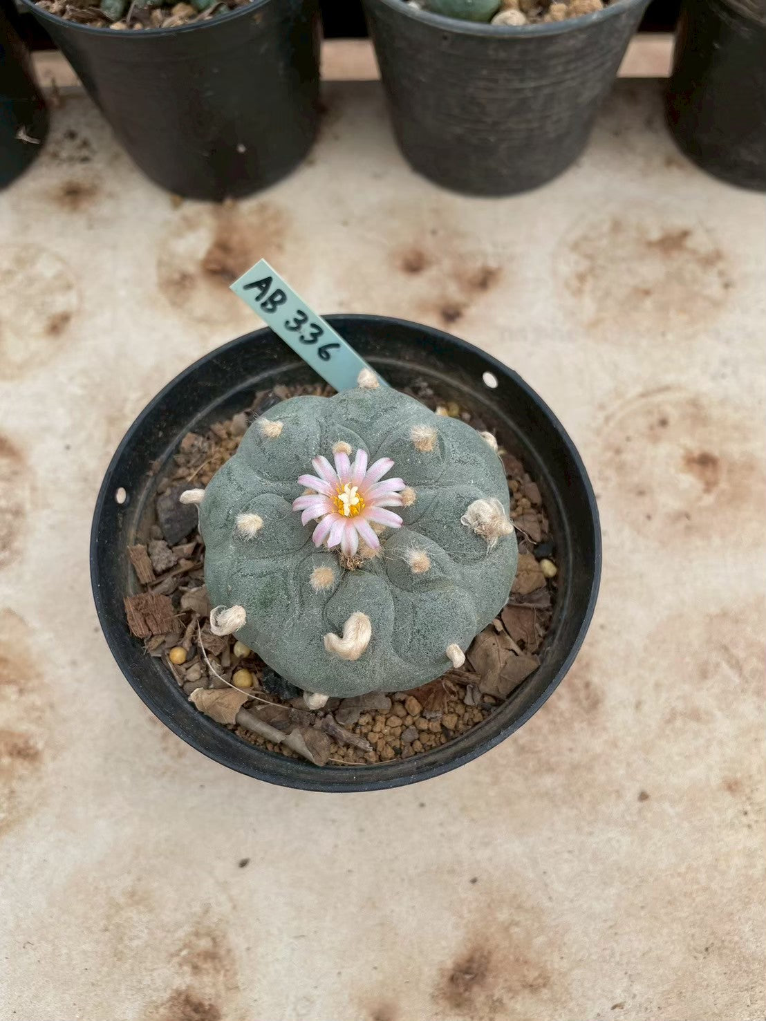 Lophophora williamsii – Peyote Cactus (3-4 cm, Own Root)