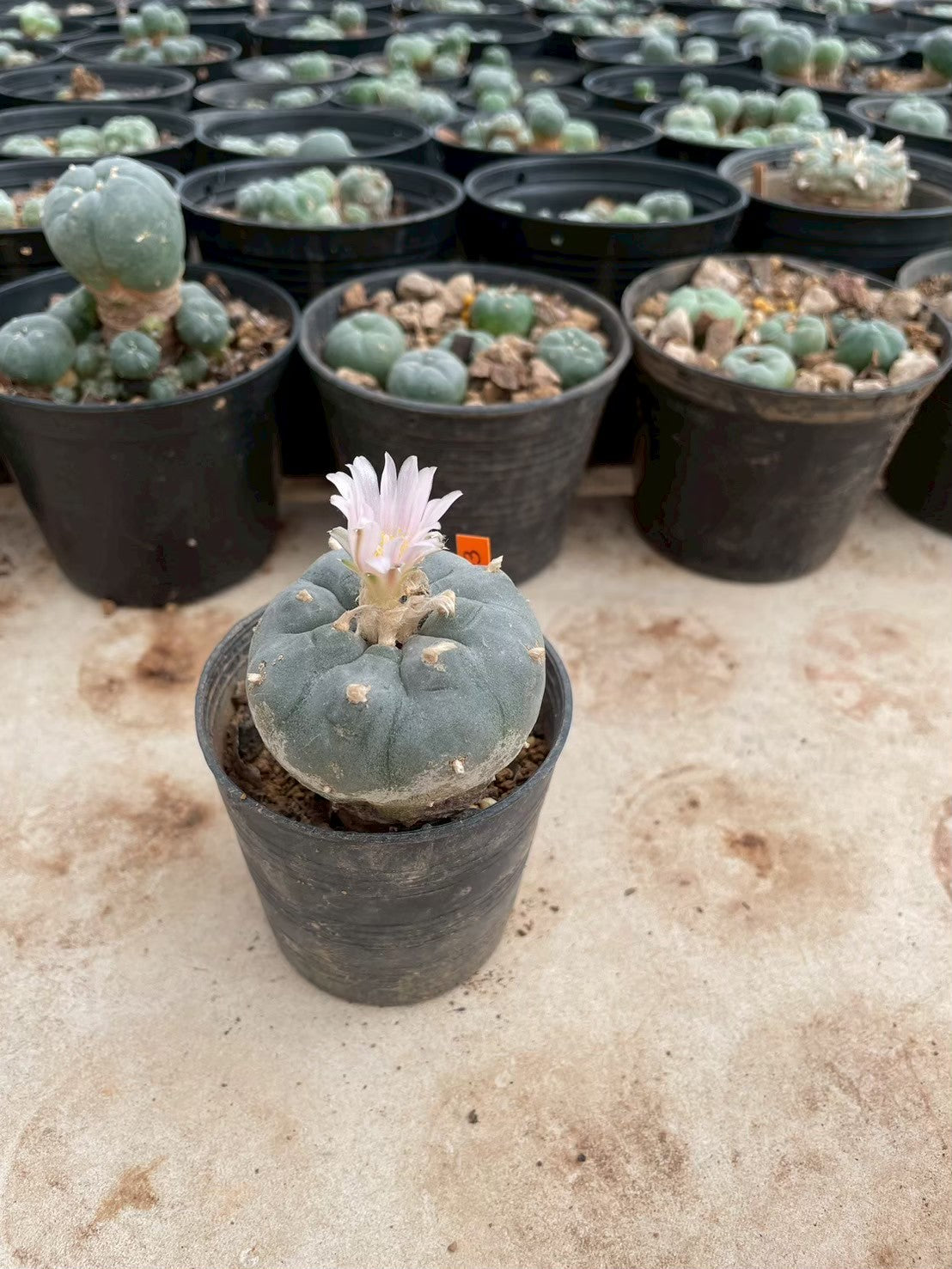 Lophophora williamsii – Peyote Cactus (3-4 cm, Own Root)