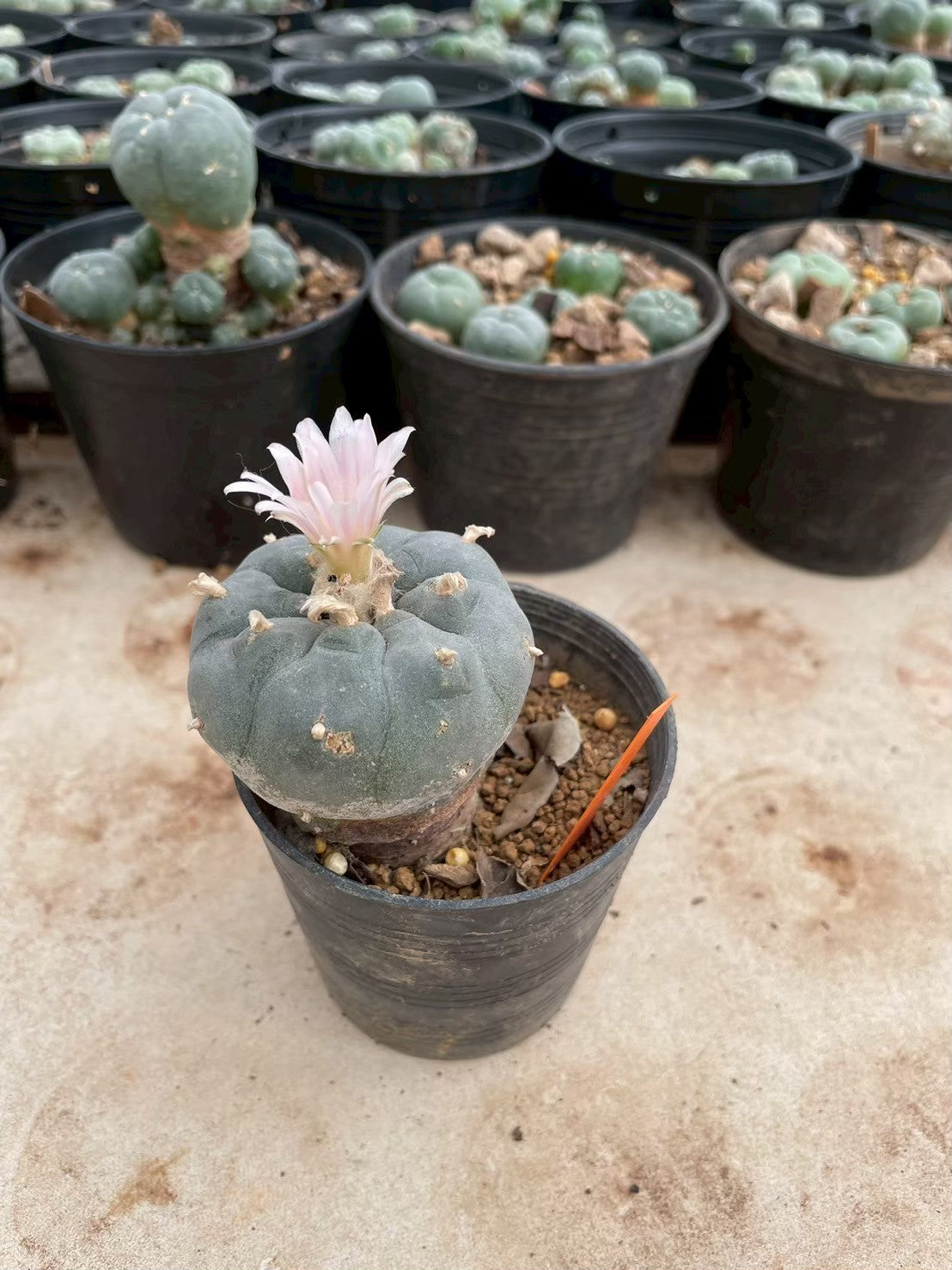 Lophophora williamsii – Peyote Cactus (3-4 cm, Own Root)