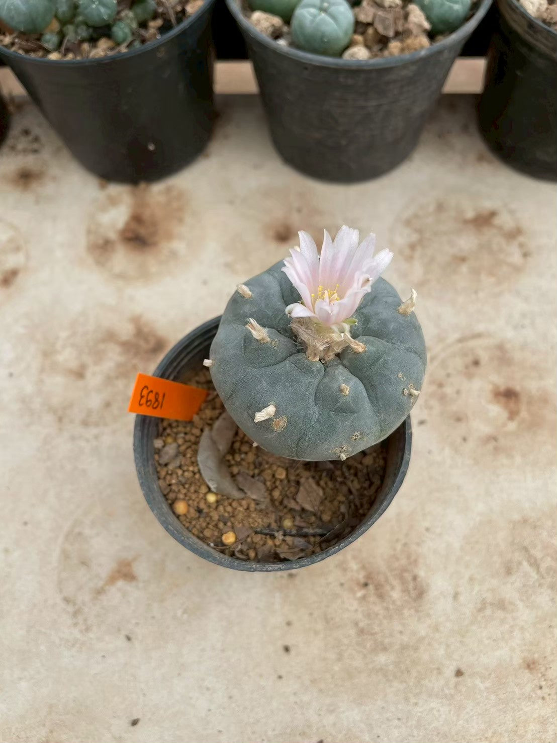 Lophophora williamsii – Peyote Cactus (3-4 cm, Own Root)