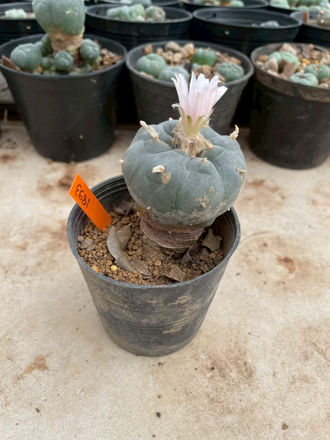 Lophophora williamsii – Peyote Cactus (3-4 cm, Own Root)