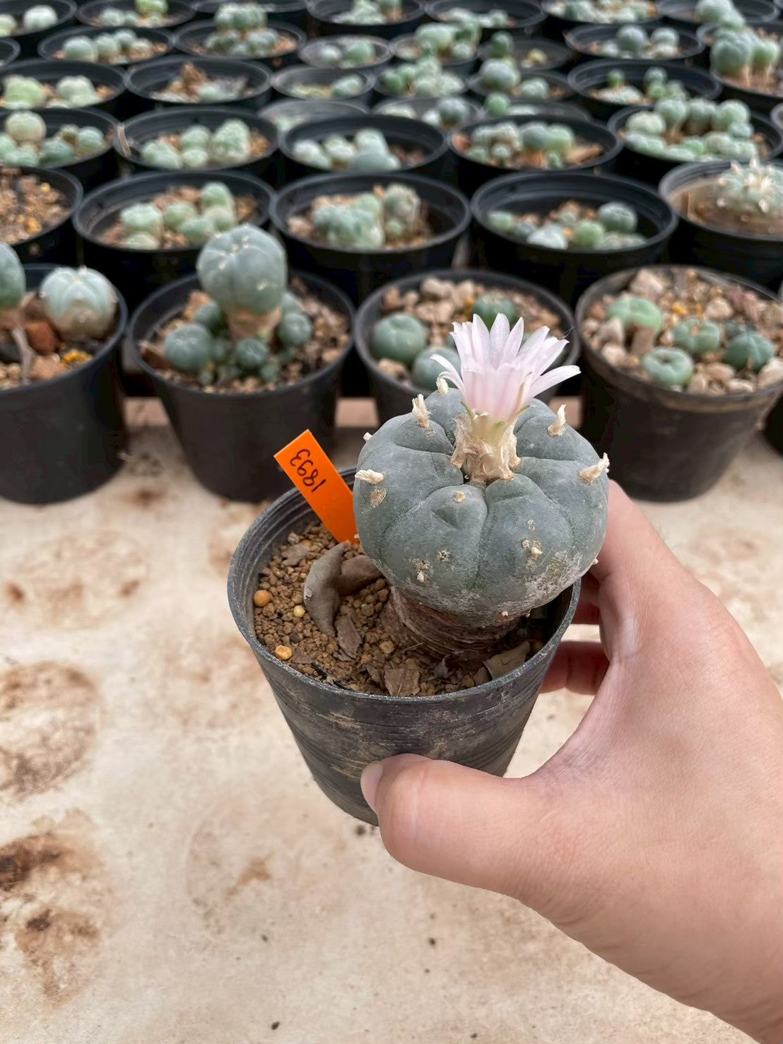Lophophora williamsii – Peyote Cactus (3-4 cm, Own Root)