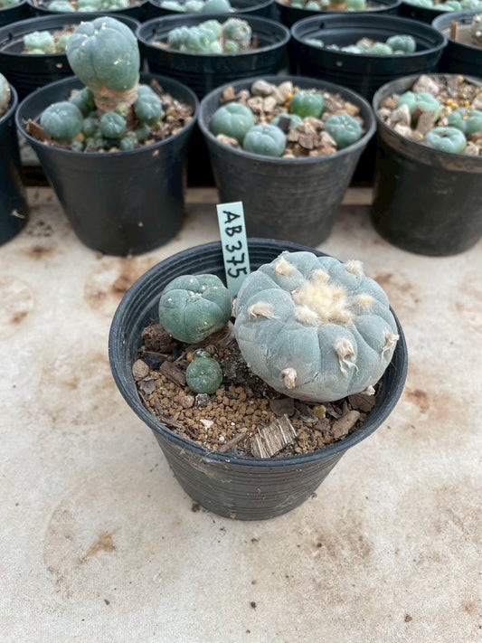 Lophophora williamsii – Peyote Cactus (3-4 cm, Own Root)